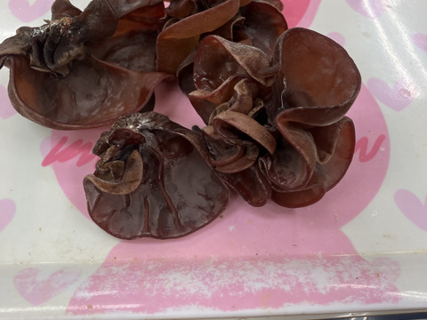 今が旬！希少な生キクラゲ【有機JAS認証取得】100g×４袋