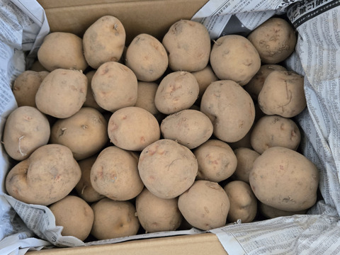 訳アリ氷温熟成じゃがいも　キタアカリ　10㎏