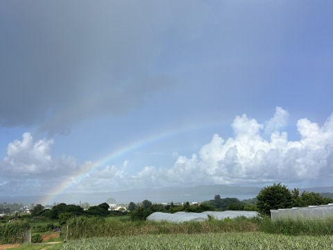 【贈答用】【人生を変えた極上パイナップル！！】完熟ゴールドバレル🍍(1.8〜2kg)1玉