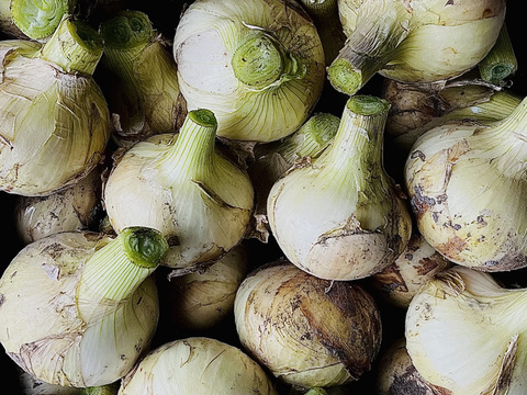 【ひょうご安心ブランド認証！】トロトロ甘々❤︎ 初モノ　淡路島　超極早生　新玉ねぎ　4.5kg