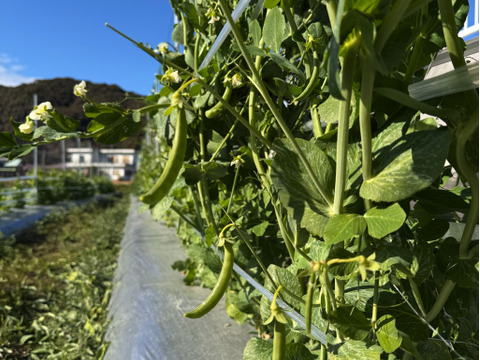 絶品！とくうま秋冬野菜５〜７品セット＜３月発送分＞