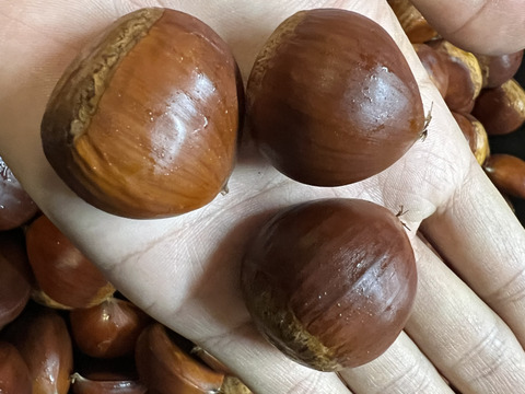 【小玉Sサイズ】　ぽろたん　栗　約2kg(1kg×2袋)