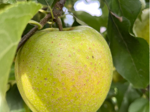 10月下旬～11月上旬 家庭用王林 3キロ箱7～11玉