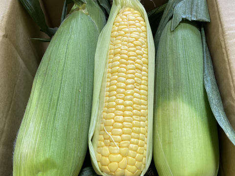 美味し〜いトウモロコシ🌽味来(みらい)  6本入り