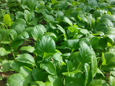 名残の夏野菜＆秋の旬野菜おまかせ6品目　※10月限定