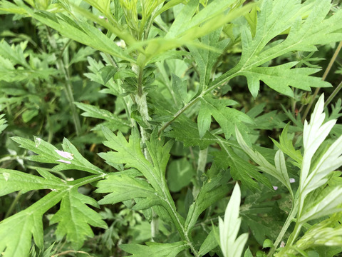 【旬の香味野菜セット】5月上旬まで自然農法栽培　パクチー200gとよもぎ200gセット　香りの良い美味しいパクチーと共に季節のお野菜山菜などサービスでお入れしてお届け致します