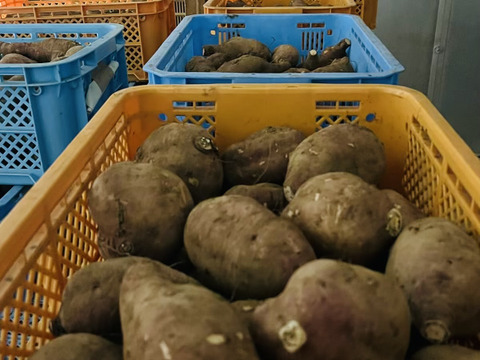 秋の味覚を贅沢に食べ比べ！比べて楽しい！美味しい！長崎県五島産有機さつまいも【紅はるか・紅あずま・安納芋】ご家庭用・5kg(15本前後)