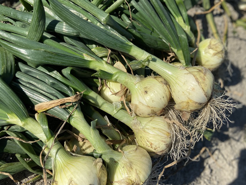 【淡路島産】 地元農家でも評判の甘くて美味しい新玉ねぎ七宝 3kg