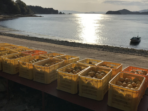 【訳あり】皮ごと安心！エビス農園の無人島育ちオーガニックレモン（2㎏）