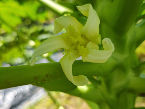 パパイン酵素たっぷり!!沖縄の青パパイヤ1ｋｇ