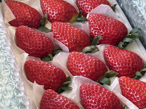 人気品種の大玉いちご！！（9～15粒）