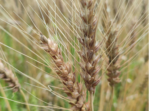 香り豊か！【自然栽培】パン用小麦粉『ミナミノカオリ』（800g）