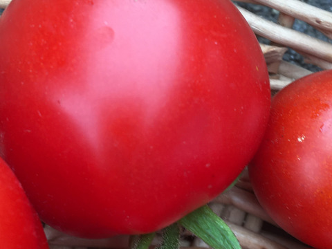 すぐお求めください！【完全通年農薬・化学肥料・動物性堆肥不使用】パツンパツンの完熟トマト！色んな種類のこだわり自家採種（1Kg）