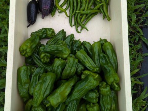 きよさんが旬のお野菜をセレクト！【農薬不使用！】季節の野菜セット（5種類程度）
