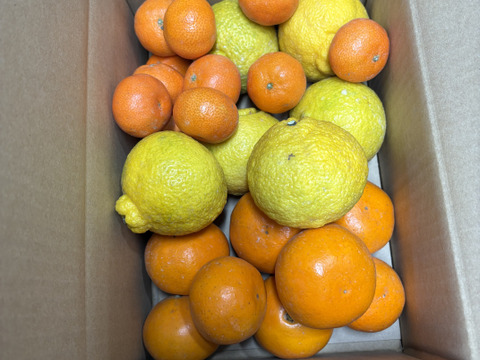 【柑橘食べ比べ】佐賀県太良町産3種セット♩盛田みかん＋はるか+4ｓクレメンティン複数（箱込3㎏）