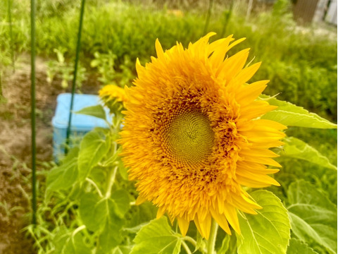 モネの「八重ひまわり」3本（40㎝）