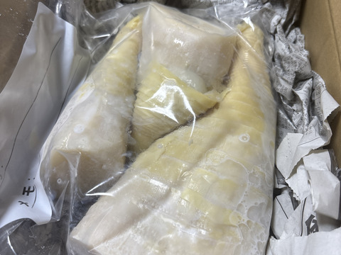 1000g】朝堀り！京都山城産『やっこのたけのこ（水煮）』1000g、採れた