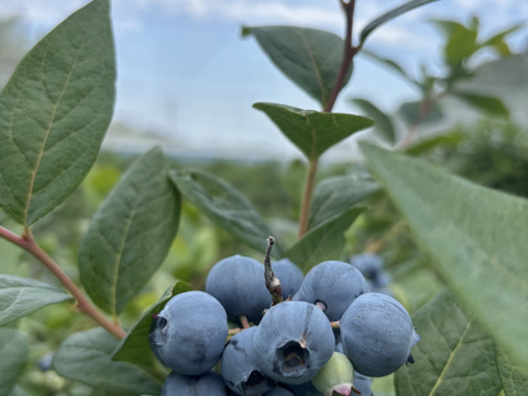 【冷凍ブルーベリー1kg】大粒・完熟／湧水育ちのこだわり（愛知県産）
