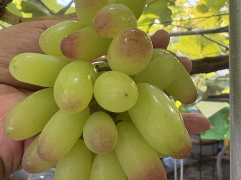 ブドウの宝石箱　 COLORS 『THE GIFT PREMIUM』カラーズ ザ ギフト プレミアム 8種食べ比べ 800g×1P　朝採り新鮮！夏の終わりのブドウ祭り 只今２０％増量サービス中！！