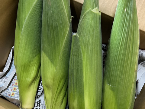 佐藤さんのトウモロコシ(*´-`)