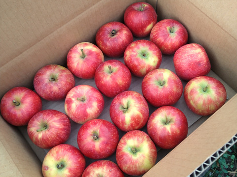 【５箱限定】皮ごとジューシー！夏りんご「シナノレッド」(2.5kg箱)