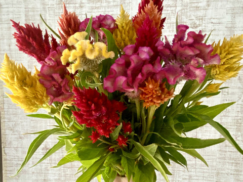 【うー様専用ページ  】クール便、人気あり！【ビビッドに楽しむ夏の花ケイトウ30本！】プレゼントOK!花農家から直送！暑さに強く、炎のような形や色とりどりの花姿が、見るだけで元気とパワーをくれます！