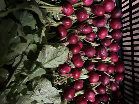 自然栽培ラディッシュ　５パック