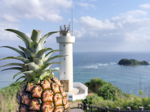 【希少な1㎏ピーチパイン数量限定】石垣島産2玉(約2㎏)【冷蔵発送】