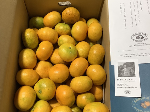 【訳ありだけど美味しさそのまま】愛媛みかん 5.5kg 愛媛県川上産