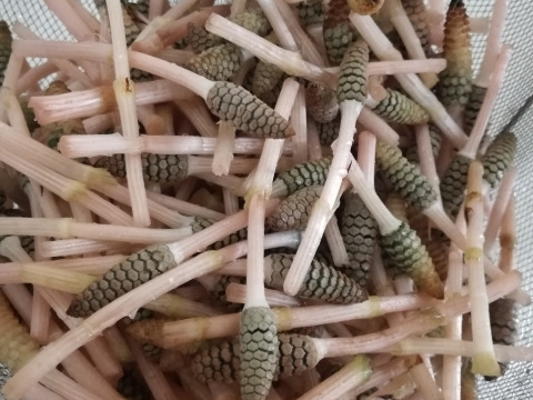 【袴処理済】有馬温泉の麓 天然つくし 200g 3月中旬より発送 土筆 袴なし