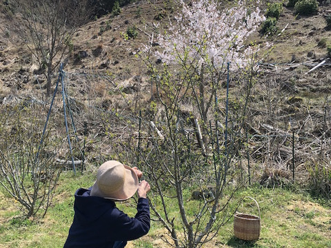 限定品『炊き花山椒』