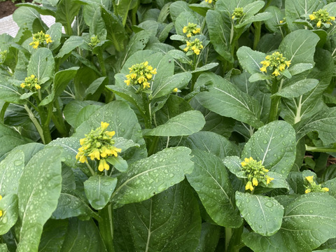 信州四賀より里山の旬野菜セット　7～8品目【S】