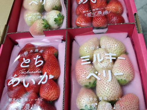 お祝い贈答用！紅白いちご『とちあいか』『ミルキーベリー』（300ｇ×4）【いちご食べ比べ】