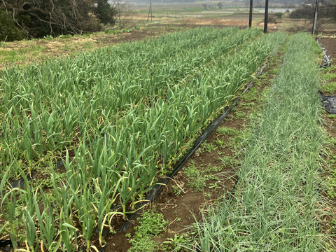 生でおいしいエシャレット(1kg)栽培期間中農薬・化学肥料不使用