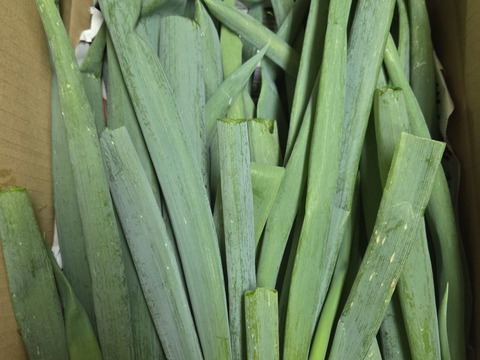 【ネギ専用箱・新鮮袋付き】堆肥、農薬一切無し！！自然栽培ネギ　根切り済み　4キロ