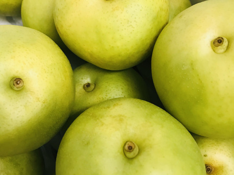 【とにかくシャキシャキ‼️】ゴールド二十世紀梨①✨️二十世紀ゆずりの爽やかな甘みとシャキシャキジューシー💦日持ち良し‼️贈答用約2.2kg(5~7個)✨️8月下旬からの発送