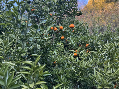 べにばえ（無農、ノーワックス）