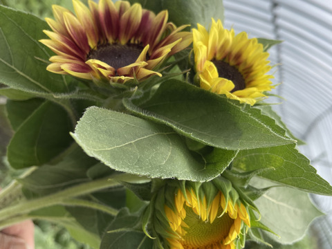 暑い夏にも長持ちする北海道産「ひまわり」20本　お部屋や食卓テーブルにぴったりな小輪のヒマワリ