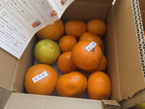 【柑橘食べ比べ】甘～いみかん！お手頃価格で食べきりサイズ！旬のこだわり柑橘をまるごと楽しむ！４～５種類入り！何の品種が入っているか「お楽しみかん」 ご家庭用　約2kg入２箱セット【商品番号999-2】