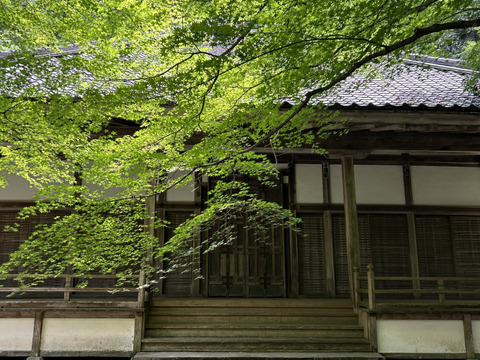 黄玉ぶどう⭐︎至福の甘味と味わい♪おためし1房自宅用