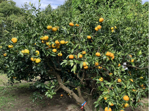鹿児島県産「青島温州みかん」箱込み5kg