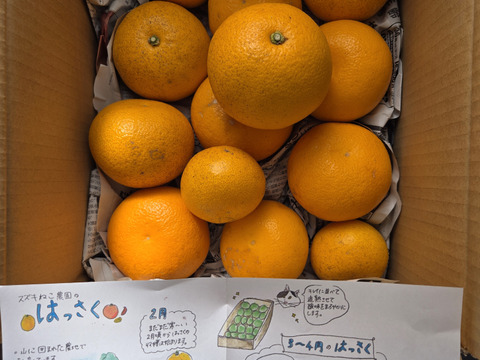 予約品【農薬不使用】爽やかな味わい！収穫したてお届け　ねこ農園のはっさく4kg