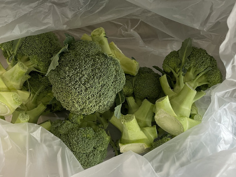 【数量限定】渥美半島　ブロッコリー2kg