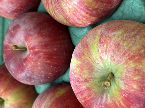 残り5ケース早い者勝ち🍎シナノリップ3キロ箱 6玉〜15玉サイズ 商品ID41076 長野県 信州 安曇野 リンゴ 幻 幻のリンゴ 予約 希少 旬