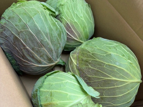 【訳あり】助けてくださいm(_ _)m　京都･山城のキャベツ　8kg以上（3玉～4玉）