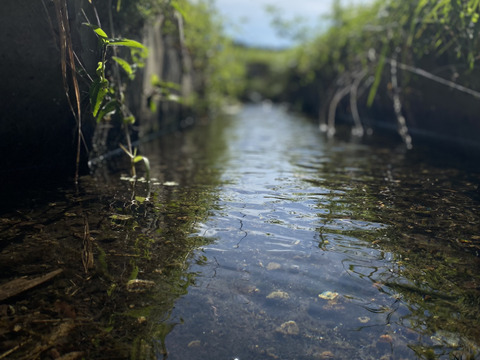 令和7年度産アイガモ農法玄米5kg　令和6年世界最大のコンクールにて金賞を受賞した農家が送る最高峰玄米　栽培期間中農薬不使用