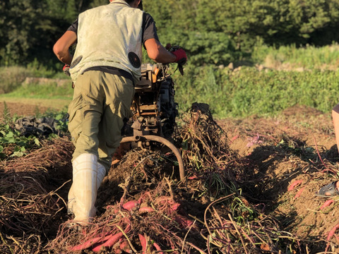 【5kg】南国蜜芋　約2ヶ月貯蔵したねっとり系さつまいも