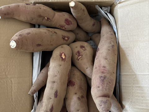 栗のような甘さとホクホク食感❗️さつまいも千葉県香取市産【紅あずま】2.8kg S〜Lサイズ混合