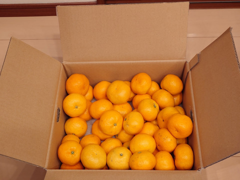 【年明け発送】【食べチョクで１番売れてるみかんです！】夕やけみかん（5㎏）（圧倒的人気のみかんです！）