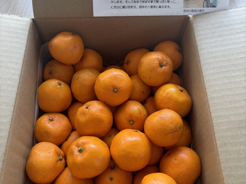 静岡県産　旨味凝縮　濃厚完熟みかん【小玉はるみ】4.5ｋｇ